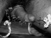 Tyger_0145(B&W)